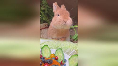 娱乐吃瓜小兔子视频下载,揭秘娱乐圈幕后故事